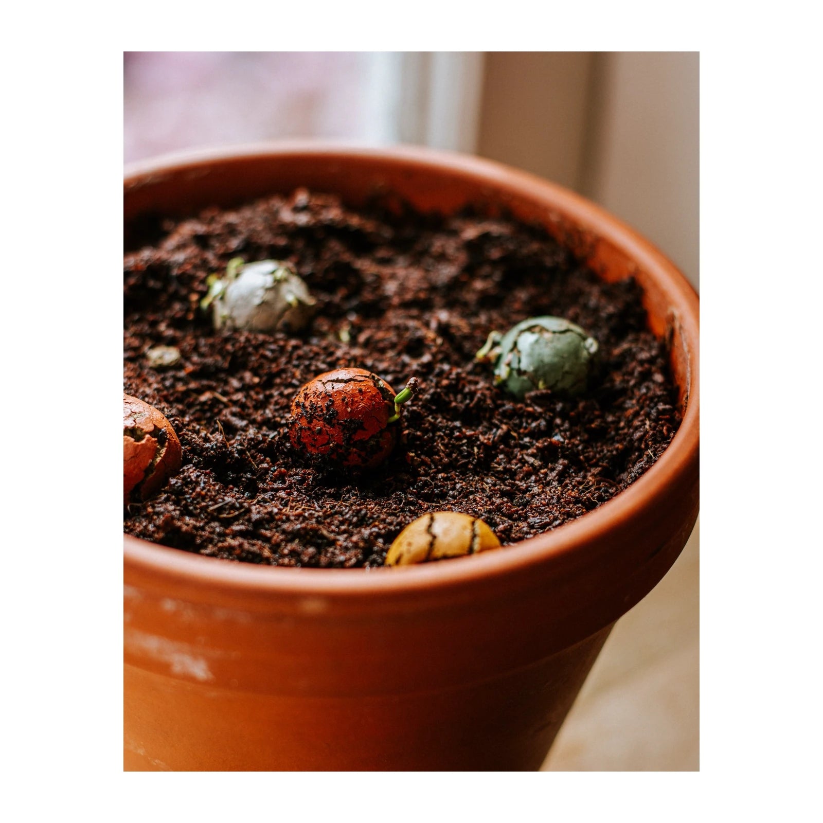 Blossombs - bollensetje - Bedankt voor het superfijne schooljaar sfeerbeeld 2 | Fantastic Gifts Shop