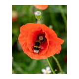 Blossombs - bollensetje - Bedankt voor het superfijne schooljaar biodiversiteit sfeerbeeld | Fantastic Gifts Shop