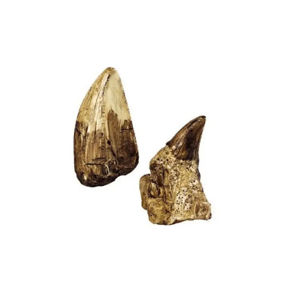 Expeditie Natuur - Uithakset Klein Tanden| Fantastic Gifts Shop